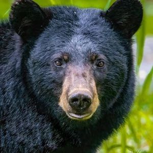 Meet your Posher, Janis